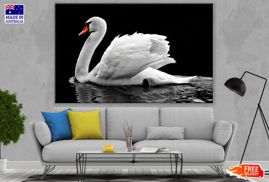 Swan on Lake Closeup Photograph Print 100% Australian Made