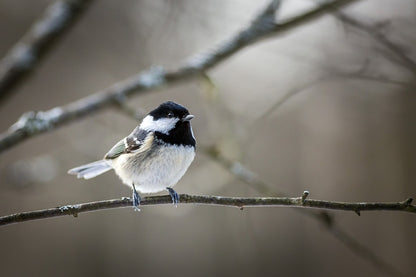 Bird on a Tree Closeup Photograph Home Decor Premium Quality Poster Print Choose Your Sizes