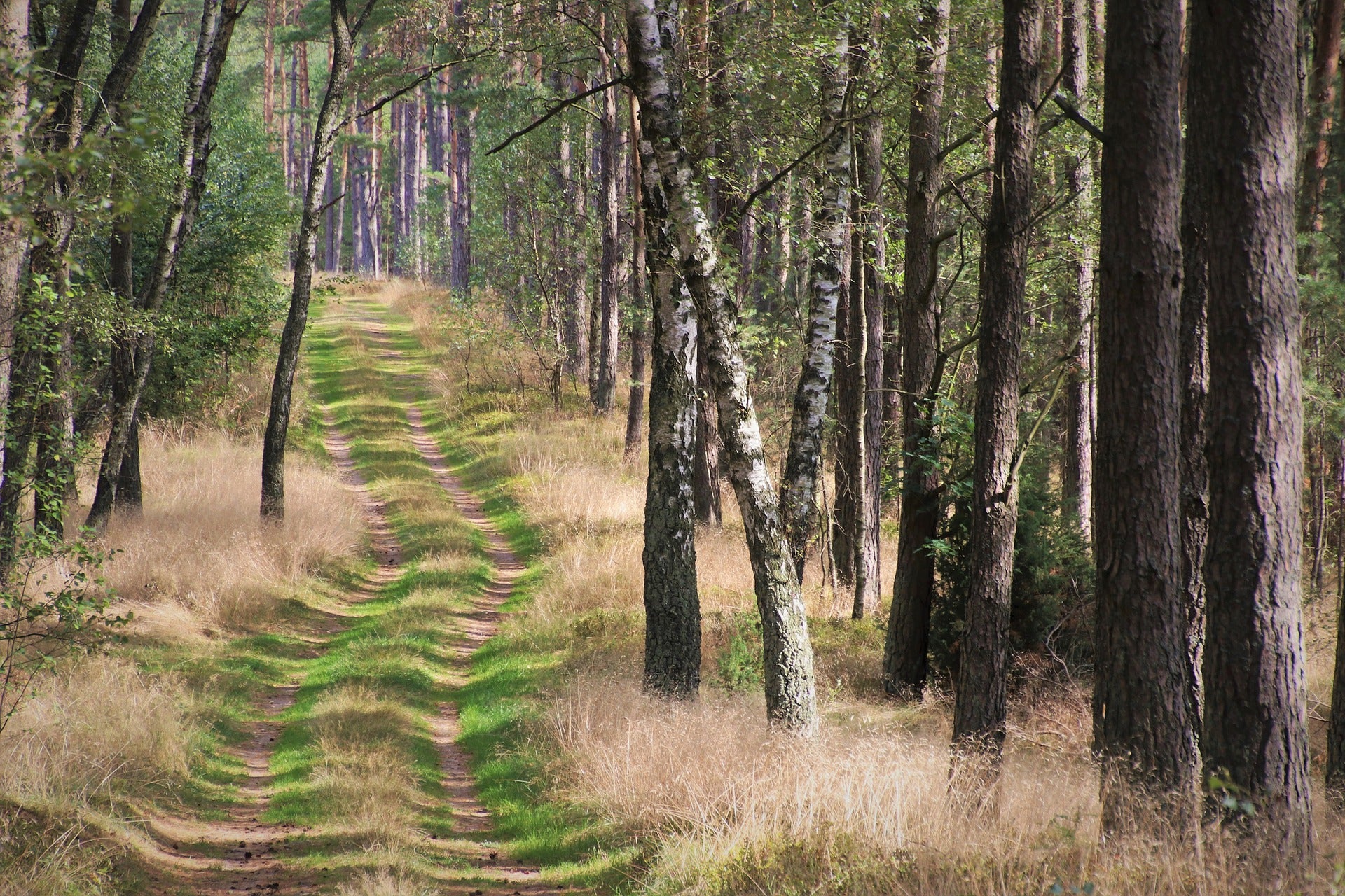 Stunning Road Between Forest Photograph Print 100% Australian Made