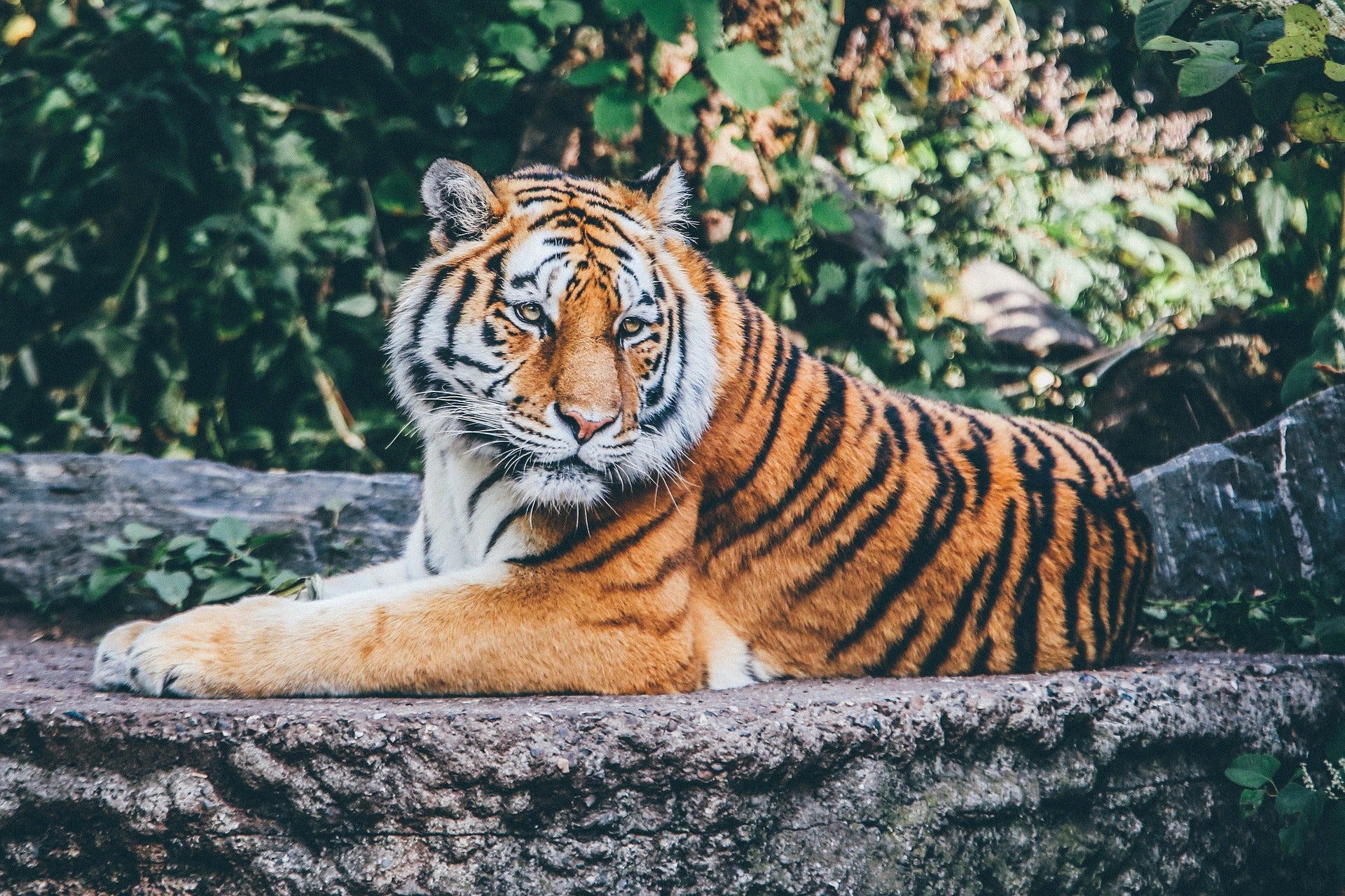 Tiger Portrait Closeup Photograph Print 100% Australian Made