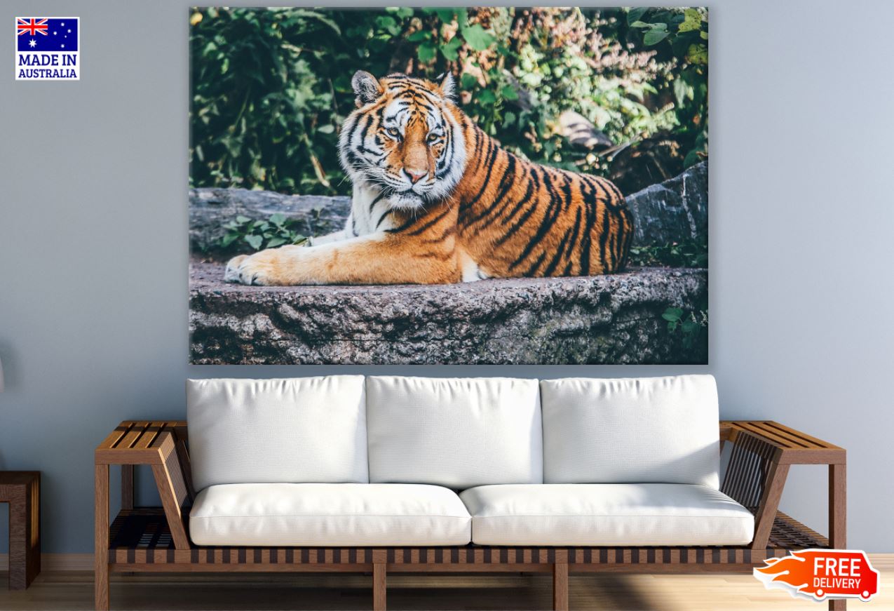 Tiger Portrait Closeup Photograph Print 100% Australian Made