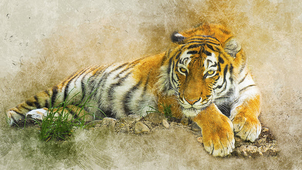 Tiger Laying on Ground Painting Print 100% Australian Made