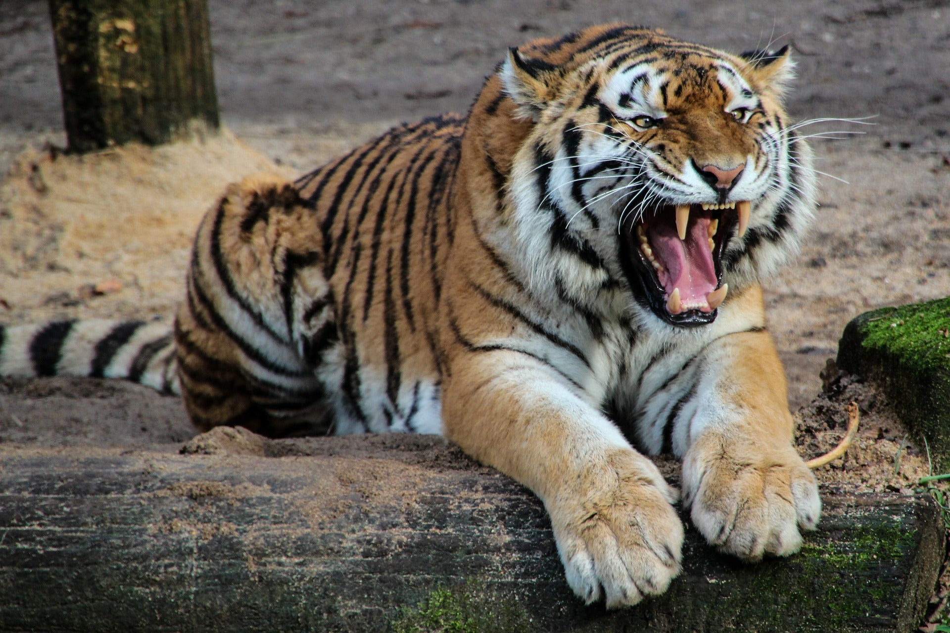 Tiger Roaring Closeup Photograph Home Decor Premium Quality Poster Print Choose Your Sizes