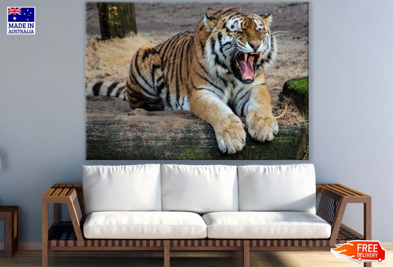 Tiger Roaring Closeup Photograph Print 100% Australian Made