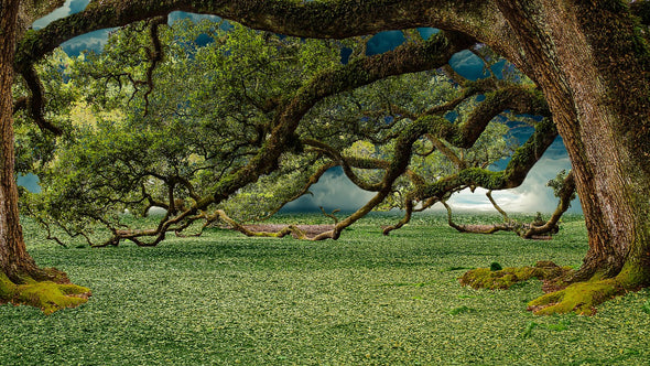 Stunning Tree Photograph Print 100% Australian Made