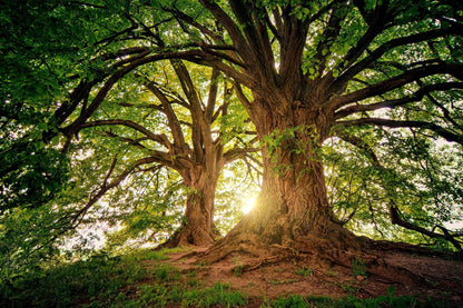 Stunning Sun Twilight Through Huge Trees Photograph Print 100% Australian Made