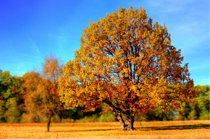 Autumn Trees Forest Scenery Photograph Print 100% Australian Made