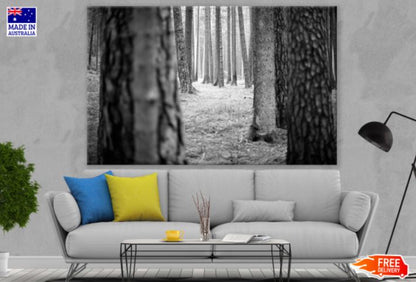 Tree Trunks View B&W Photograph Print 100% Australian Made