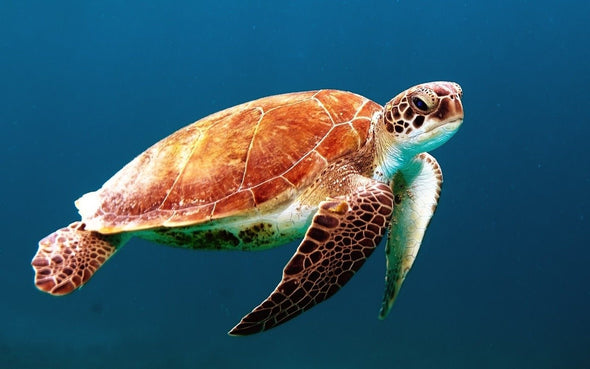 Turtle Swimming in Sea Photograph Print 100% Australian Made