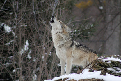 Wolf Hooting Closeup Photograph Home Decor Premium Quality Poster Print Choose Your Sizes