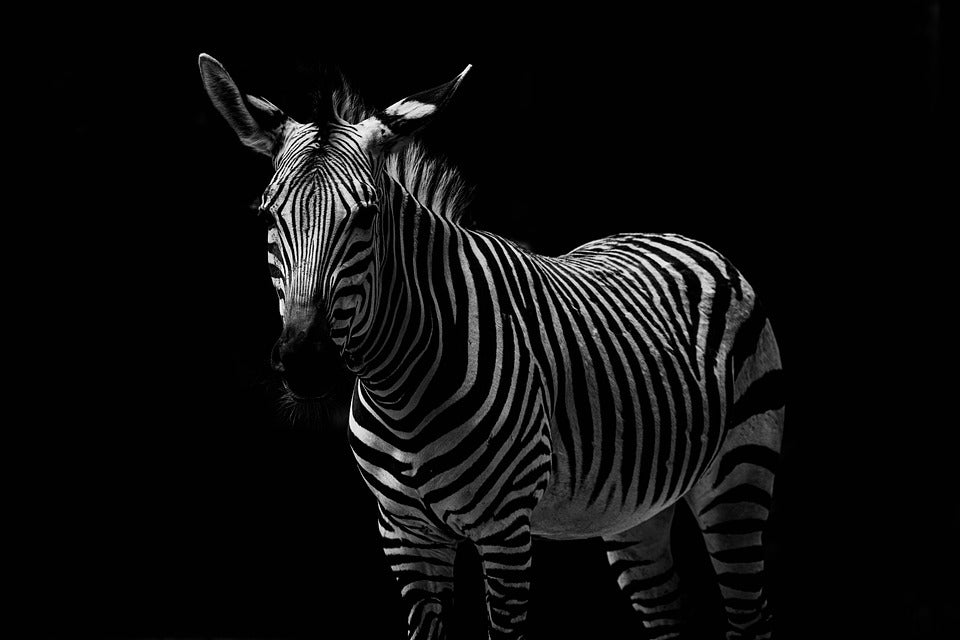 Zebra Photograph Home Decor Premium Quality Poster Print Choose Your Sizes