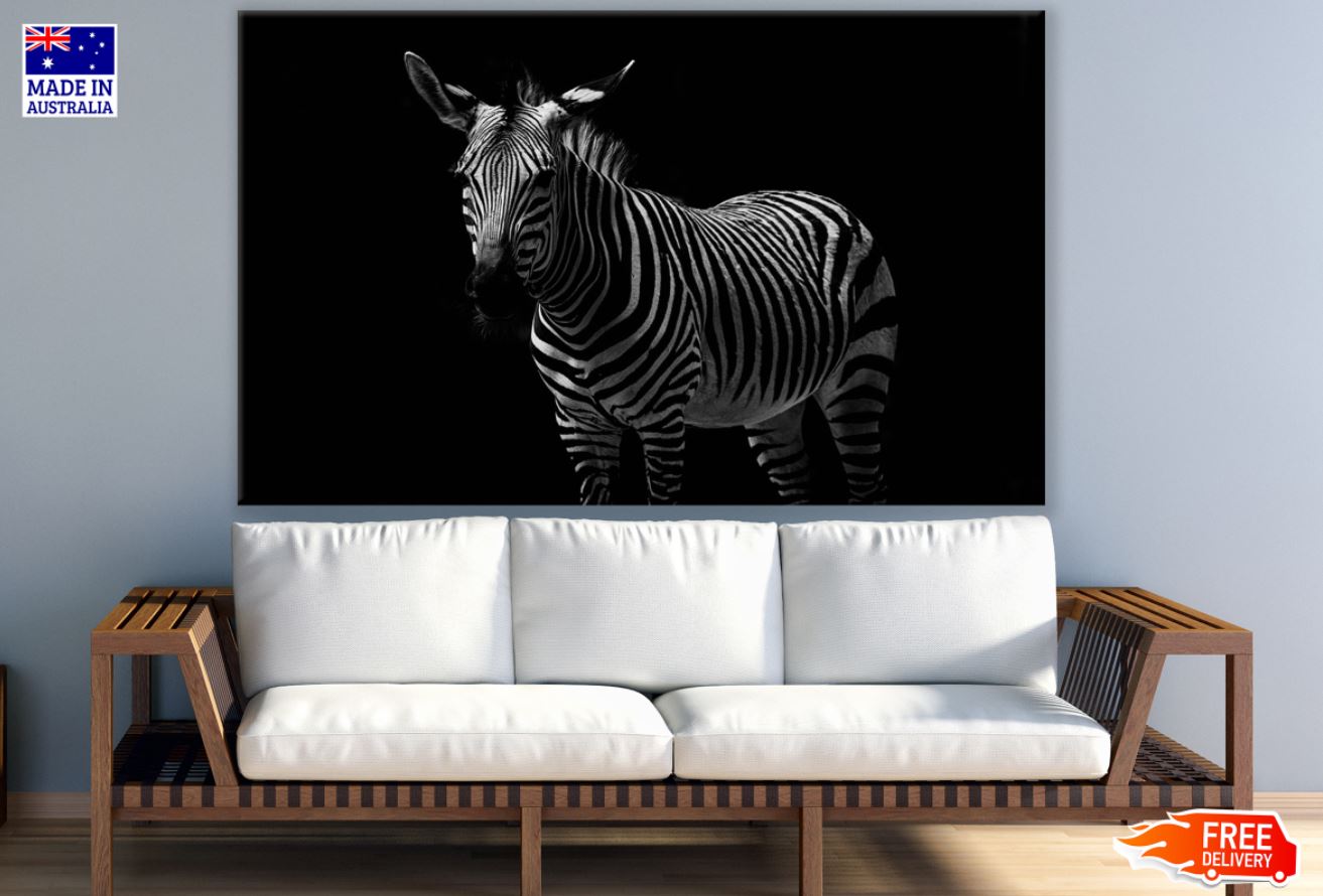 Zebra Photograph View Print 100% Australian Made